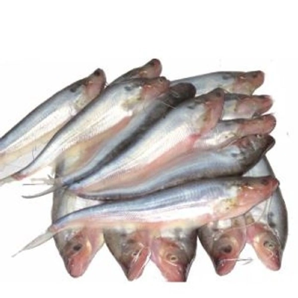 Pabda (Desi) - 1 KG