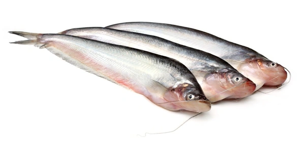 Pabda (Desi) - 1 KG