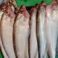 Pabda (Desi) - 1 KG