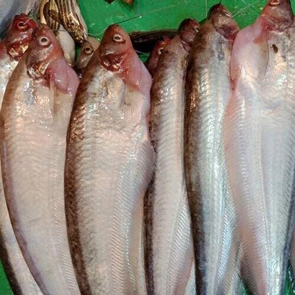 Pabda (Desi) - 1 KG