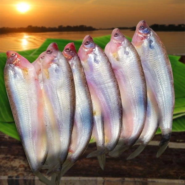 Pabda (Desi) - 1 KG