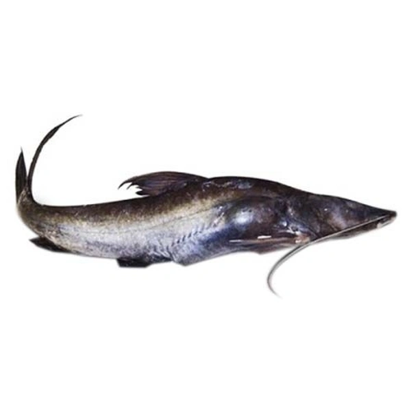 Tangra Fish (Janto) - 500 Grams