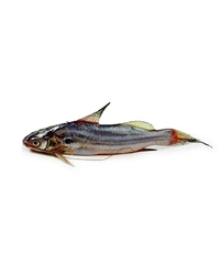 Tangra Fish (Janto) - 500 Grams