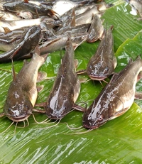 Tangra Fish (Janto) - 500 Grams
