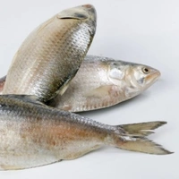 Hilsa 1 Pic (350-450 Grams) - 3 Pic