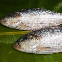 Hilsa 1 Pic (350-450 Grams) - 3 Pic