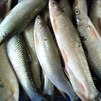 Ruhi Chara (Janto) - 500 Grams