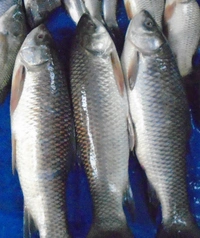Ruhi Chara (Janto) - 500 Grams