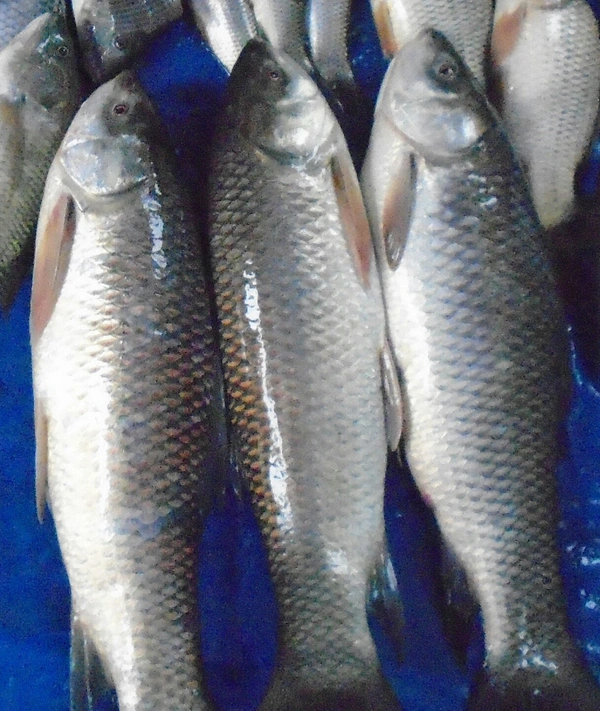 Ruhi Chara (Janto) - 500 Grams