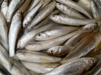 Bata Fish (Janto)  - 500 Grams