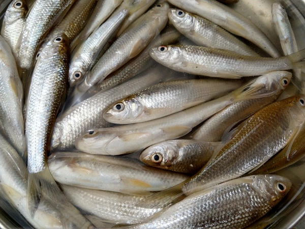 Bata Fish (Janto)  - 500 Grams