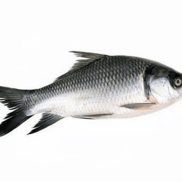 Janto Katla(catla) Cut Pic Without Head - 750 Grams