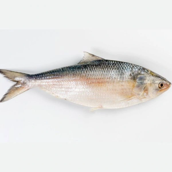Hilsa 1 Pic (350-450 Grams) - 3 Pic
