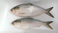Hilsa 1pic (Not Store) Fresh Fish - 1 Pic, 700-800 Grams