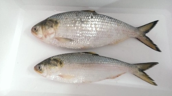 Hilsa 1pic (Not Store) Fresh Fish - 1 Pic, 700-800 Grams