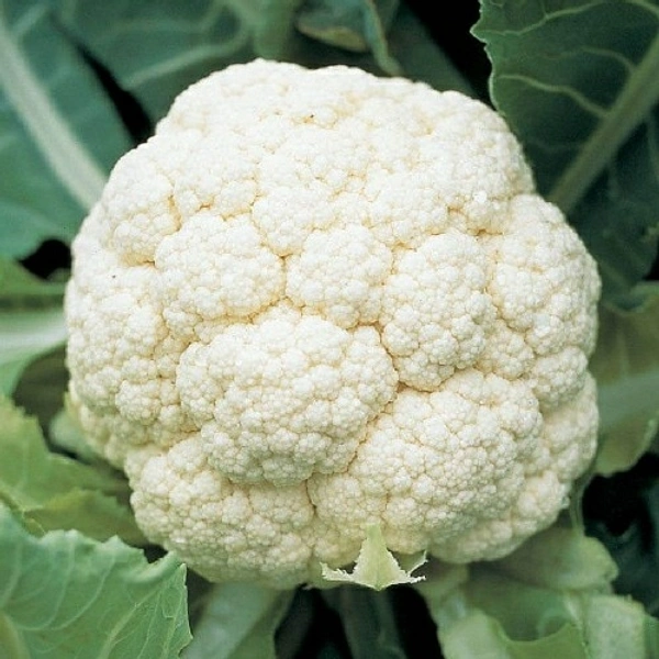 Cauliflower (Fulkopi)  - 1pic