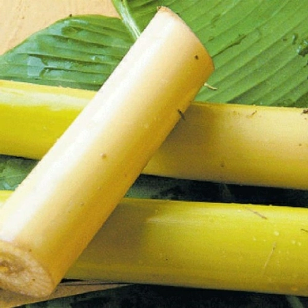 Banana Stem (Thor) - 4pic