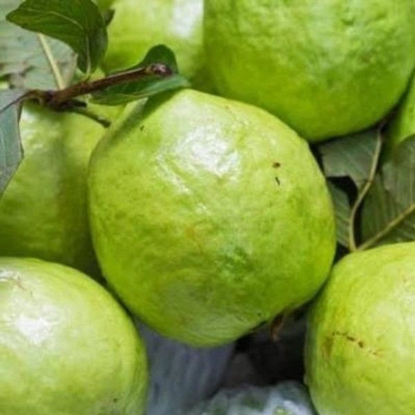 Guava (Peyara) - 1 KG