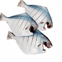 Pomfret Fish Big Size (Fresh Fish) - 250 Grams