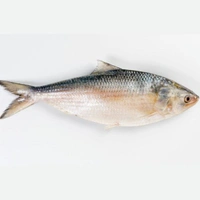 Padma Hilsa- ILISH  - 1 Pic, 1 KG- 1.1 KG