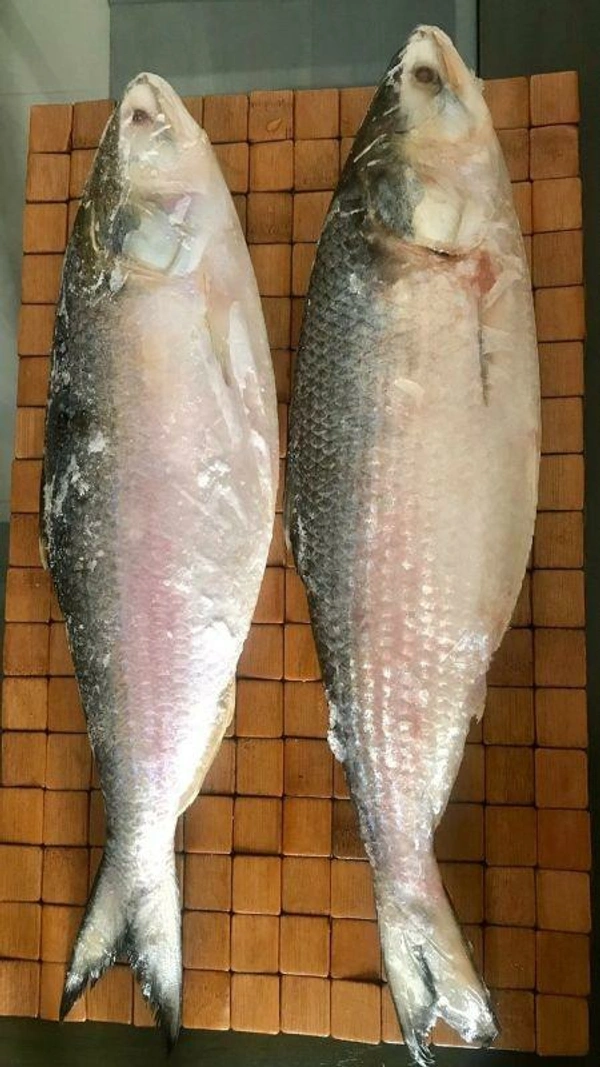 Padma Hilsa- ILISH  - 1 Pic, 1 KG- 1.1 KG