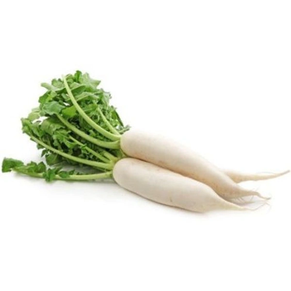 Radish (Mulo) - 1 Pic