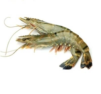 Bagda Chingri (Medium Size) - 250 Grams