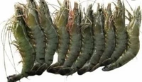 Bagda Chingri (Medium Size) - 250 Grams