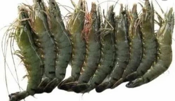 Bagda Chingri (Medium Size) - 250 Grams
