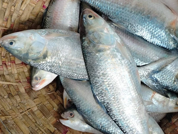 Hilsa 1pic (Not Store) Fresh Fish - 1 Pic, 700-800 Grams