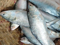 Hilsa 1pic (Not Store) Fresh Fish - 1 Pic, 700-800 Grams
