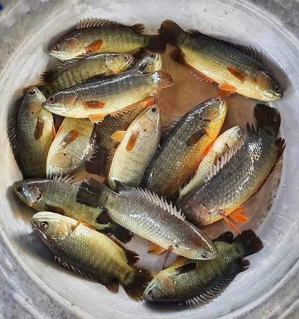 Desi Koi  - 250 Grams