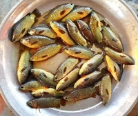 Desi Koi  - 250 Grams