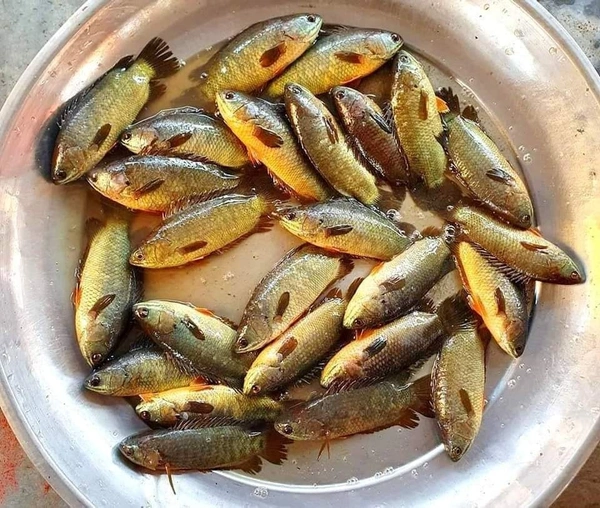 Desi Koi  - 500 Grams