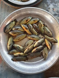 Desi Koi  - 500 Grams