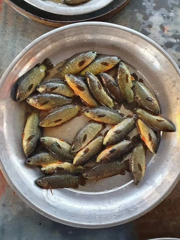 Desi Koi  - 500 Grams