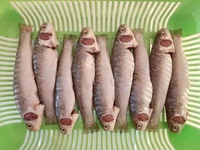Bata Fish (Janto)  - 250 Grams