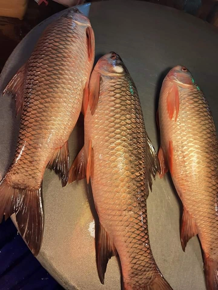 Rohu Fish(Ruhi) Full Fish Cut Pieces, Medium, 1 kg