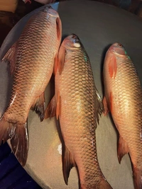Ruhi/ Rohu Fish With Head (Big Size Upto 2.5 KG) - 2.5 KG