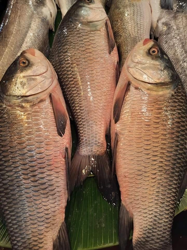 Janto Katla(catla) Cut Pic Without Head - 750 Grams