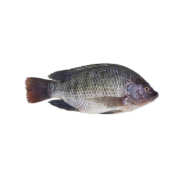 Original Tilapia Fish (Janto) - 500 Grams