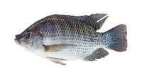 Original Tilapia Fish (Janto) - 1 KG