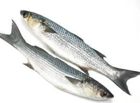 Desi Parshe Fish - 250 Grams