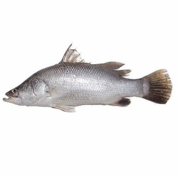 Bhetki Fish (Small Size) - 1 Pic, 300-350 GM