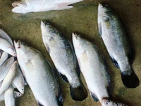 Bhetki Fish (Small Size) - 1 Pic, 300-350 GM