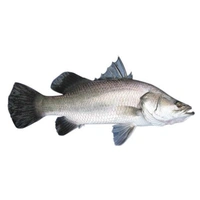 Bhetki Fish (Small Size) - 1 Pic, 300-350 GM