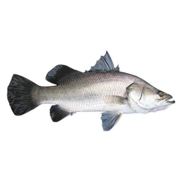 Bhetki Fish (Small Size) - 1 Pic, 300-350 GM