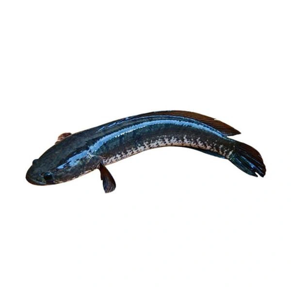 Janto Shol  - 1 Pic, 1 KG-1.2KG