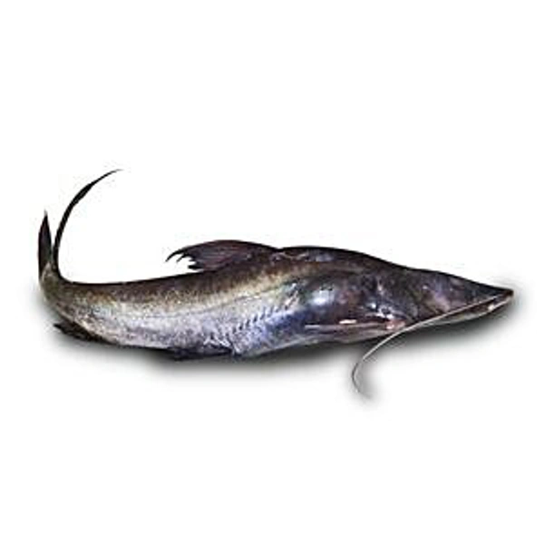 Aar Fish (Ganga) - 750 Grams
