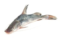 Aar Fish (Ganga) - 750 Grams